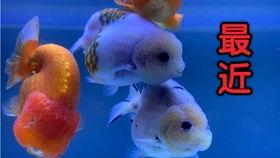 金鱼爆料视频完整版,完整版内容深度解析